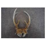 Deer Antlers on Skull | 10" x 6"