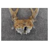 Deer Antlers on Skull | 10" x 6"