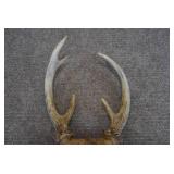 Deer Antlers on Skull | 10" x 6"