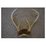 Deer Antlers on Skull | With Fur | 9" x 9.75"