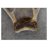 Deer Antlers on Skull | With Fur | 9" x 9.75"