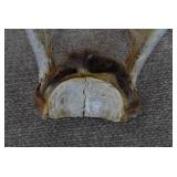 Deer Antlers on Skull | With Fur | 9" x 9.75"