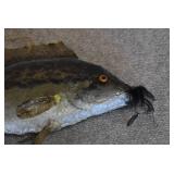 Paper Mache Fish | Hand Painted | 15" x 6"