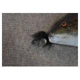 Paper Mache Fish | Hand Painted | 15" x 6"