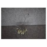 Large Lot of Fly Hooks