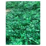 12 pack - Ivy Decoration Squares