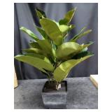 24" Faux Oak Ficus Displayed in Square Pot