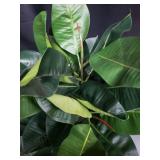 24" Faux Oak Ficus Displayed in Square Pot