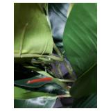 24" Faux Oak Ficus Displayed in Square Pot