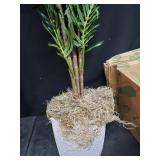 Silk Areca Palm Tree