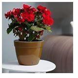 DecoPots - 12.6 Inch Self Watering Planter - Modern Flower Pot with Water Level Indicator for All House Plants, Flowers, Herbs - Height 9.8 inches (Diameter 12.6", Gold )