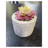 Boho Succulent Decor