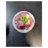 Boho Succulent Decor