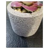 Boho Succulent Decor