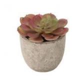 Boho Succulent Decor