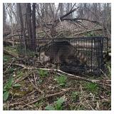 Humane Way Folding 32 Inch Live Humane Animal Trap - Safe Traps for All Animals - Raccoons, Cats, Groundhogs, Opossums - 32"x10"x12"