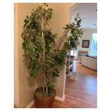 Artificial 8 foot ficus tree