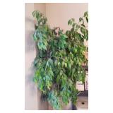 Faux ficus plant approx 84"