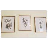 Framed bird prints 15 x 12 set of 3