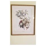 Framed bird prints 15 x 12 set of 3