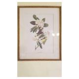 Framed bird prints 15 x 12 set of 3