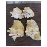 Lot of 4 Horn Seashells