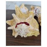 Lot of 4 Horn Seashells