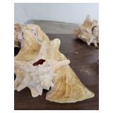 Lot of 4 Horn Seashells