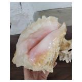 Lot of 4 Horn Seashells
