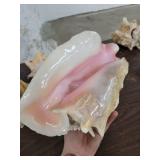 Lot of 4 Horn Seashells