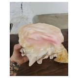 Lot of 4 Horn Seashells