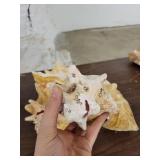 Lot of 4 Horn Seashells