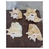 Lot if 4 Large Horn Seashells