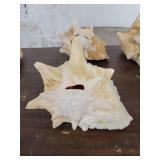 Lot if 4 Large Horn Seashells