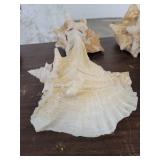 Lot if 4 Large Horn Seashells