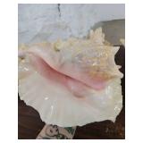 Lot if 4 Large Horn Seashells