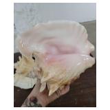 Lot if 4 Large Horn Seashells