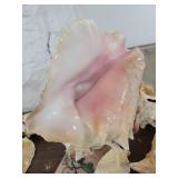 Lot if 4 Large Horn Seashells