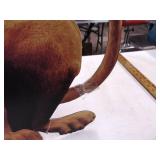 Scooby Doo 40" Standee