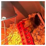 Plastic Chicken Feeders, Small Plastic Poultry Feeder, Poultry Feeder Tray with Holes Poultry Feeder Tray for Poultry Farm Chicken Feeder Tool