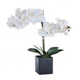 Synthetic Two Stem Orchid-White -Retail $44.99