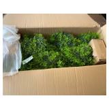 Small Cypress Tree Lot of 2