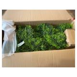 Small Cypress Tree Lot of 2
