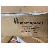 Small Cypress Tree Lot of 2