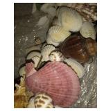 Rustic Shell Wreath, Seashell Decor, Driftwood Wreath, Seashell Wreath, Rustic Driftwood Decor, Seashell Beach Decor Cracked Pieces