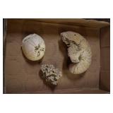 Lot of 3 Fossil Specimens | Ammonite, Sand Dollar, Coprolite