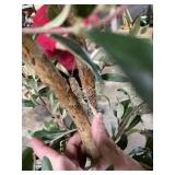 Nearly Natural Olive Artificial Tree