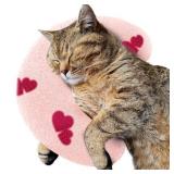 ucho Pillow for Cats, Ultra Soft Fluffy Pet Calming Toy Half Donut Cuddler, U-Shaped Pillow for Pet Cervical Protection Sleeping Improve (Pink Heart)