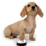 Puppy Training Bell