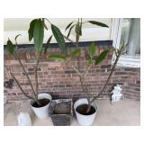 Plants, pot, frog statue